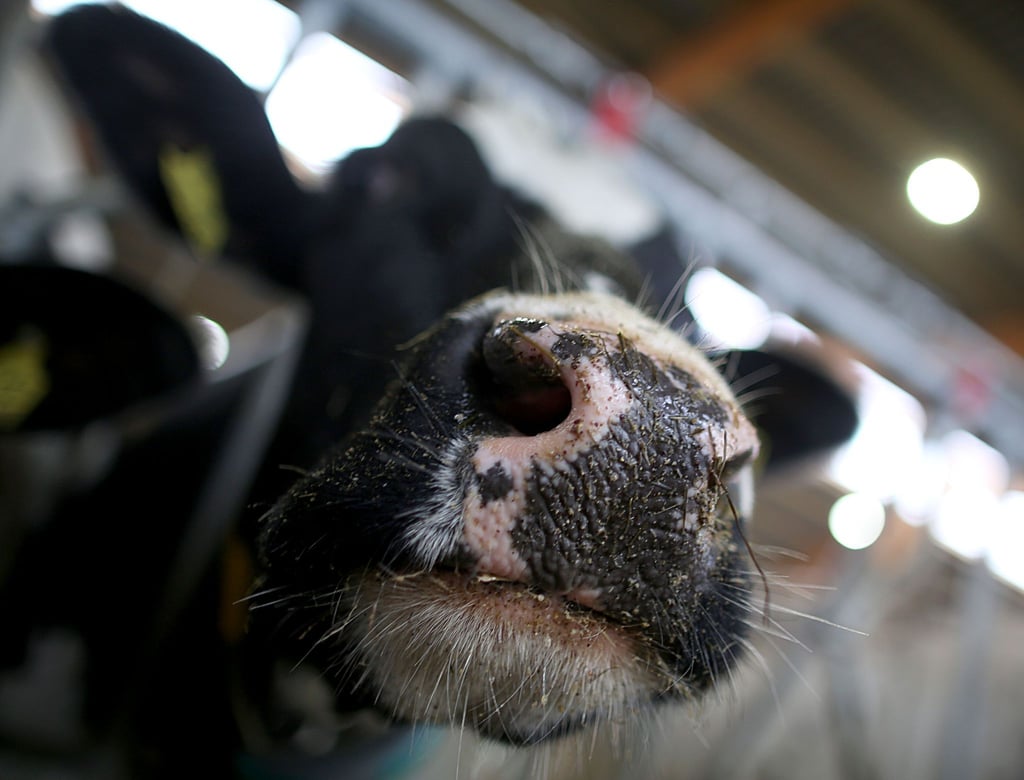 Die Feuerwehr rettete die beiden Kühe. (Symbolbild)