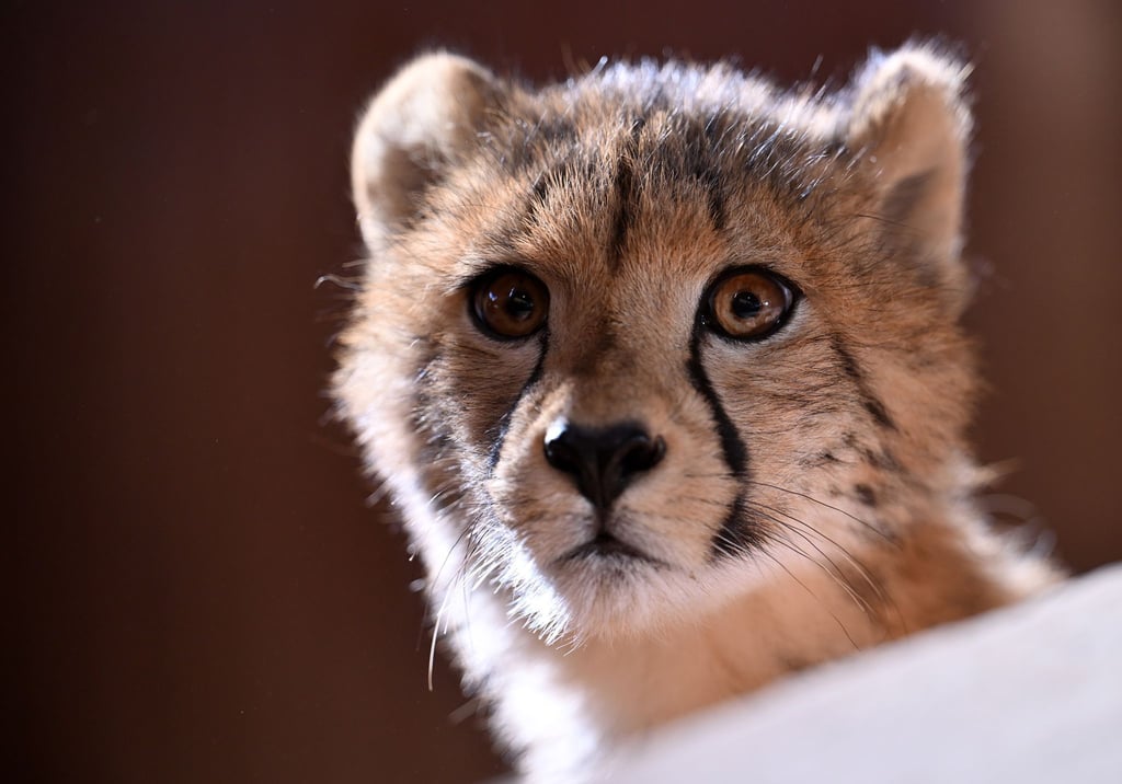 Im Zoopark Erfurt waren im Sommer 2025 vier Geparden geboren worden. Die neugierigen jungen Tiere sind auch dieses im Park zu sehen.