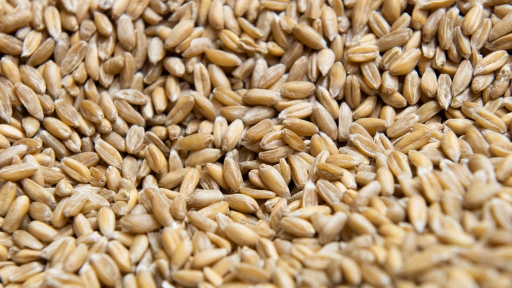 Begehrte Körner: Die Männer hatten Säcke dabei, um das Getreide abzutransportieren. Einige waren schon gefüllt, als sie erwischt wurden.