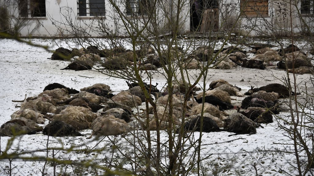 Hunderte tote und sterbende Schafe sind Anfang vergangenen Jahres auf einem Grundstück nahe der Berliner Chaussee in Magdeburg entdeckt worden. Auf dem Gelände fanden sich auch Räume mit verwesten Kadavern. Zeugen berichteten, dass es sich um bis zu 1.000 tote Tiere handeln könnte. 