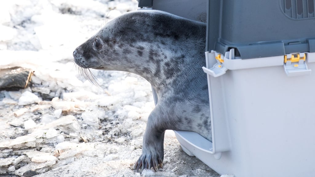 Die ersten Kegelrobbenheuler der Saison sind ausgewildert worden.