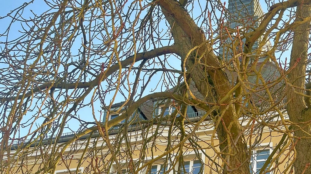 Das Gymnasium Leucorea in Wittenberg, hier Haus Cranach, öffnet am Samstag seine Türen. 