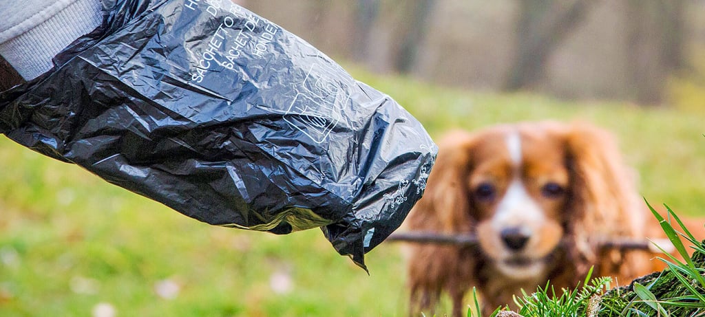 In Gardelegen bleibt der Kot vom Hund oft liegen. Anwohner machen ihrem Frust auf Facebook Luft.