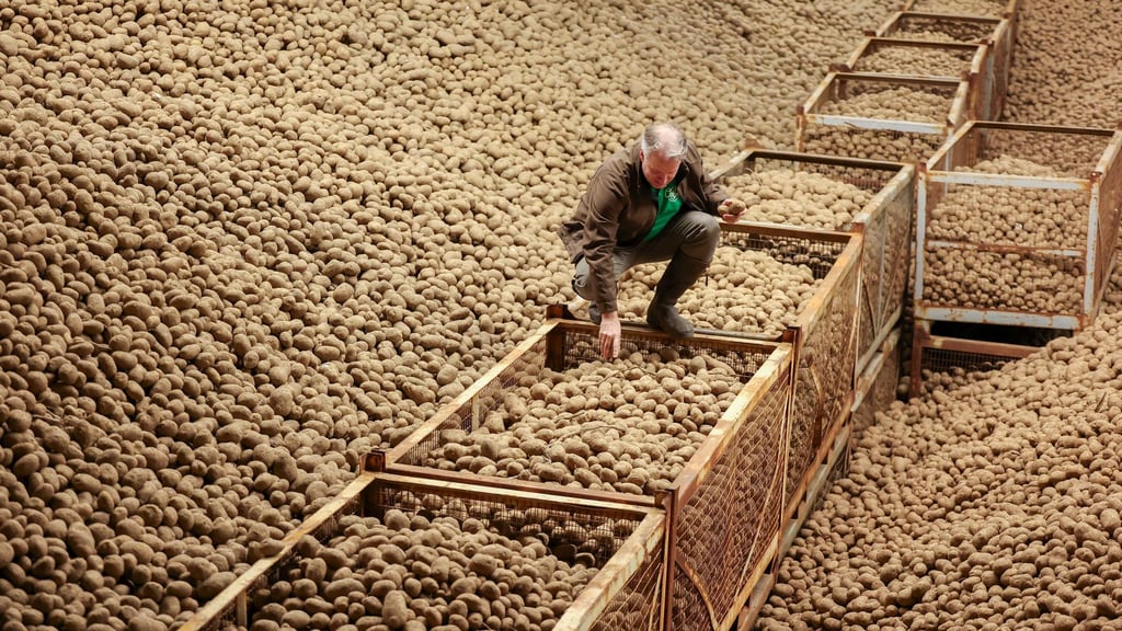 Die ersten Kartoffeln sind bei den Tafeln angekommen. (Archivbild)