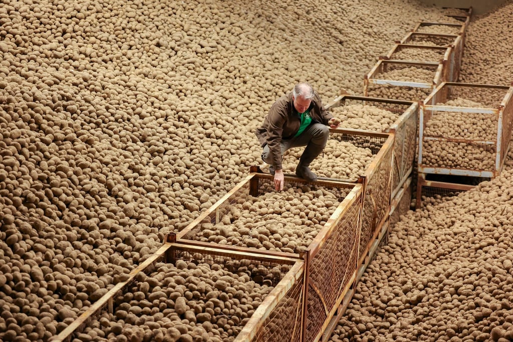 Die ersten Kartoffeln sind bei den Tafeln angekommen. (Archivbild)