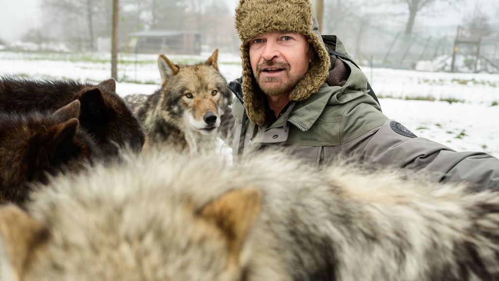 Filmwolf-Trainer Miguel de la Torre und seine Tiere haben im Film „Woodwalkers 2“ mitgewirkt.
