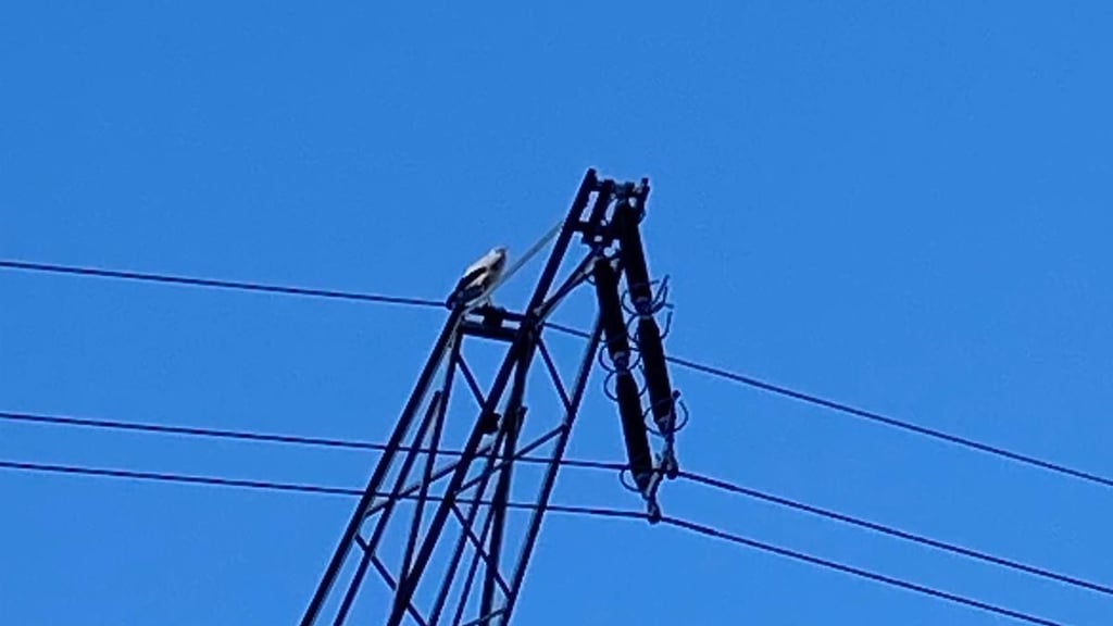Der Storch von Edersleben wurde jetzt schon in der Nähe seines Nestes auf einem Hochspannungsmast gesichtet. Mitten im Winter ist das Tier aus dem Süden zurückjgekehrt.&nbsp;