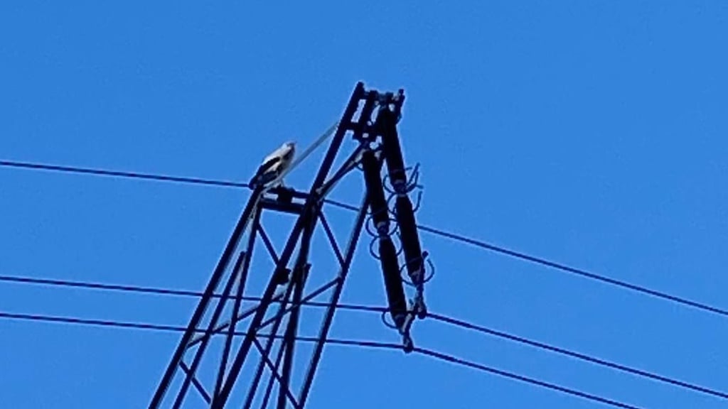 Der Storch von Edersleben wurde jetzt schon in der Nähe seines Nestes auf einem Hochspannungsmast gesichtet.