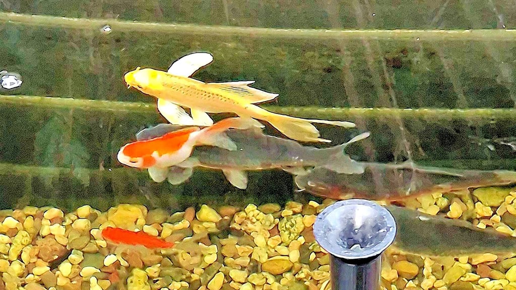 Aus diesem  Teich in der Kleingartenanlage Rehmsdorf wurden Fische geklaut, darunter Kois und Goldfische. 