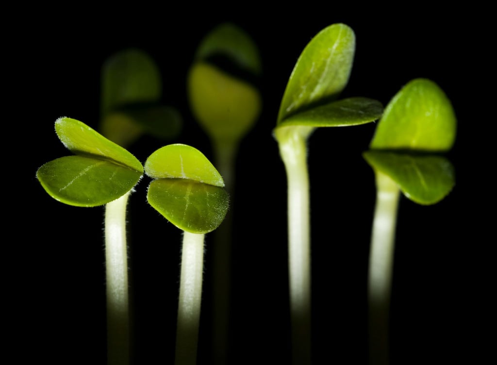 Gemüse-Keimlinge auf der Fensterbank - hier etwa Zucchini - machen jetzt schon Lust auf die Gartensaison.