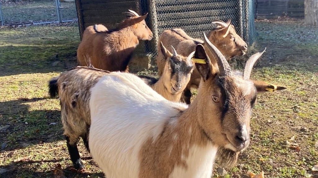Ziegen genießen im Wernigeröder Wildpark Christianental die Wintersonne.