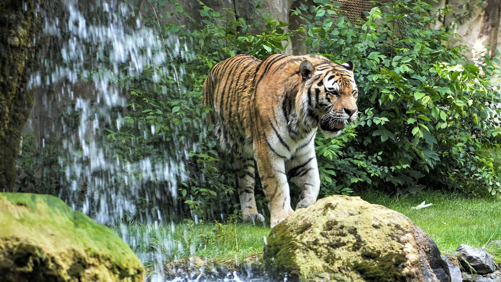 Auch im Winter wollen die Tiger und Löwen im Leipziger Zoo beschäftigt werden.