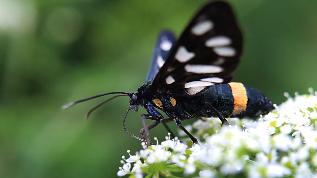 Die Ähnlichkeit mit einem Artgenossen nutzt dieser Mitbewohner zum Überleben.