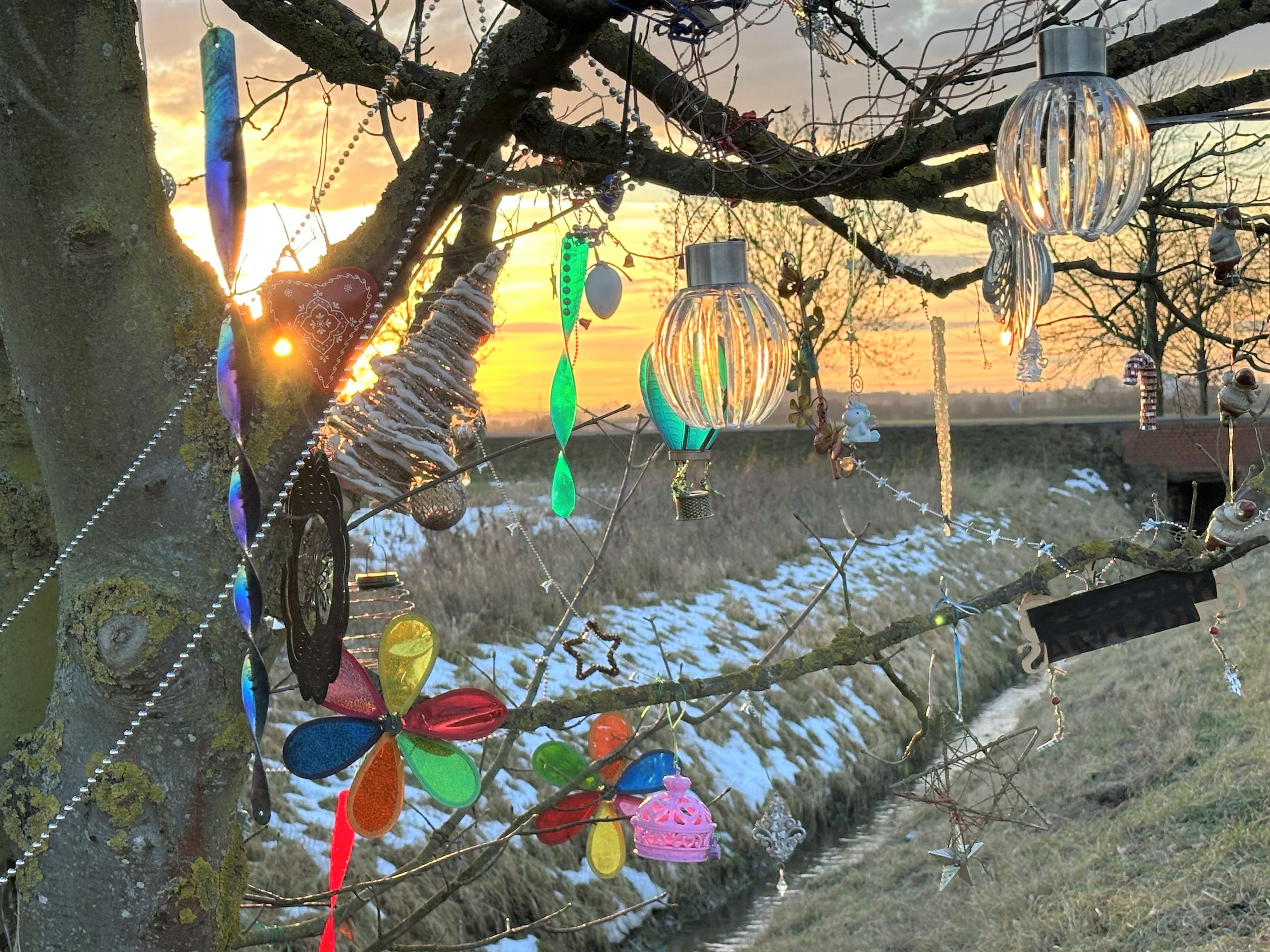 Kuriosität in der Börde: Geschmückter Baum gibt Rätsel auf