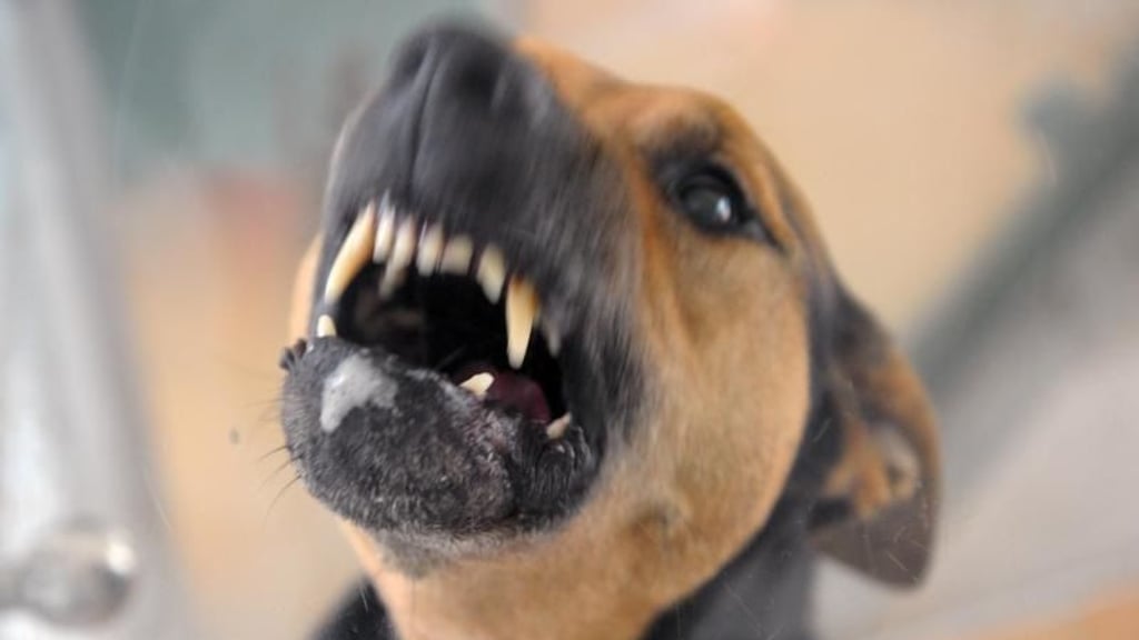 In Jerichow hat ein Hund eine Paketbotin gebissen.