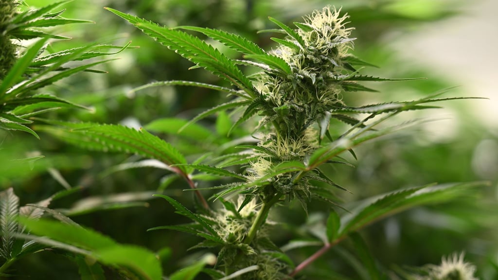 Vor Ort wurde ein 24 Jahre alter Tatverdächtiger festgenommen. (Symbolbild)