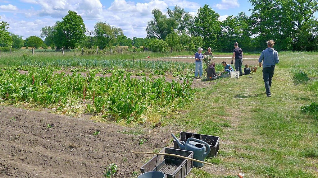 In der Solawi-Gärtnerei in Dessau Waldersee ist auch Mitgärtnern möglich.