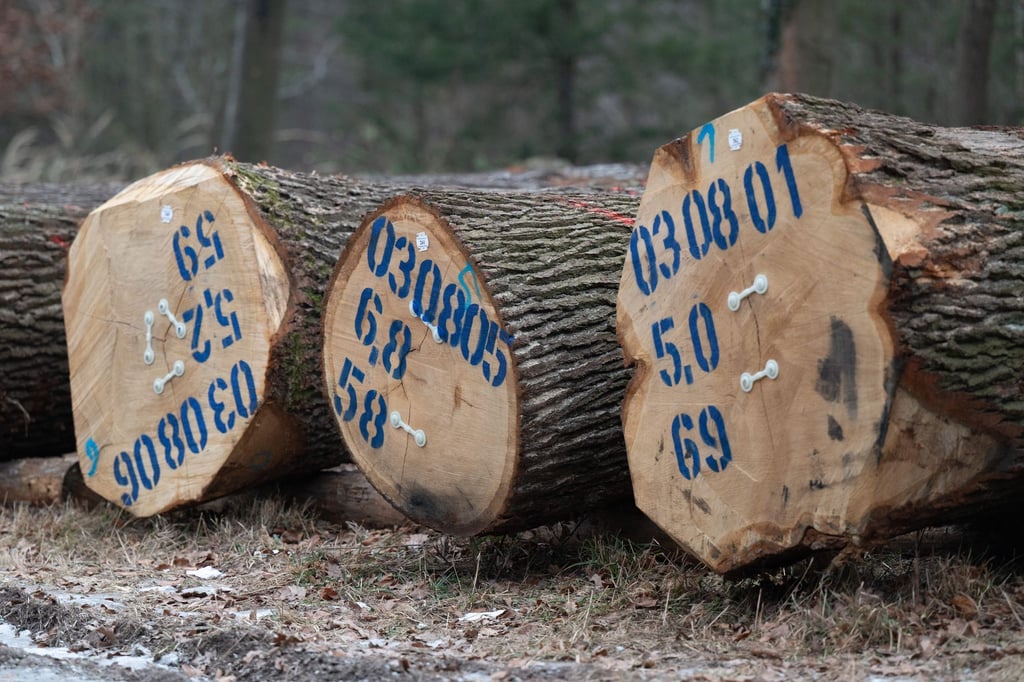 Das Holz kommt aus unterschiedlichen Betrieben in Sachsen.