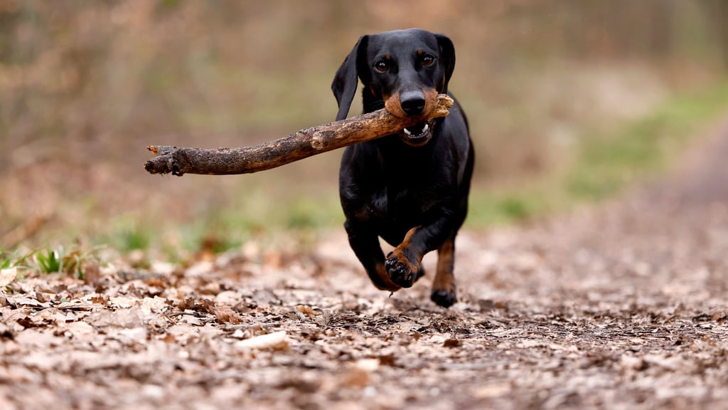 In den vergangenen Jahren haben sich immer mehr Sachsen-Anhalter einen Hund angeschafft. Das spült auch zunehmend mehr Steuern in die Stadtkassen.