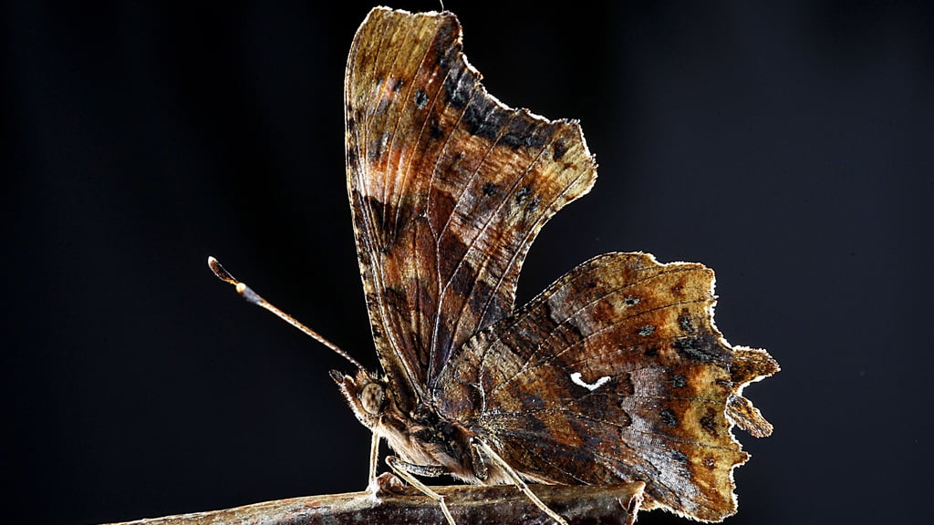 Finde den Buchstaben, der diesem Mitbewohner seinen Namen gibt!
