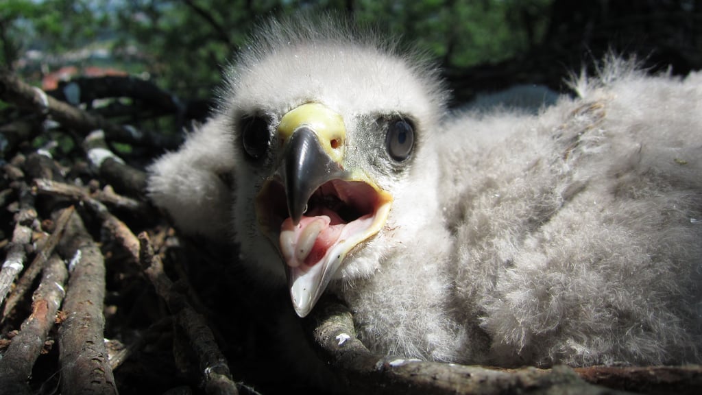 Ein Rotmilan-Jungvogel im Nest. 