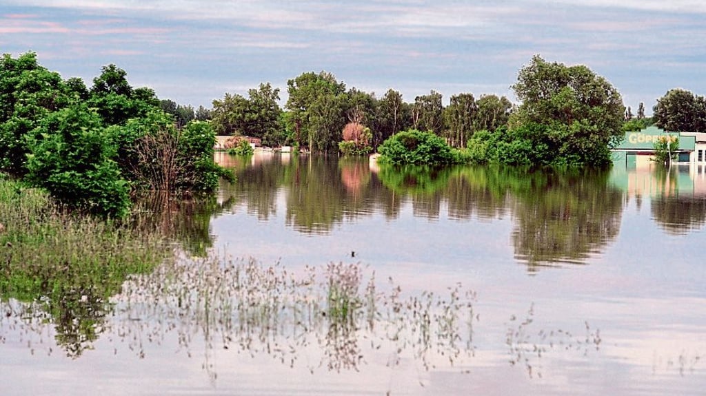 So sah es im Juni 2013 auf den Saalewiesen bei Uichteritz aus.
