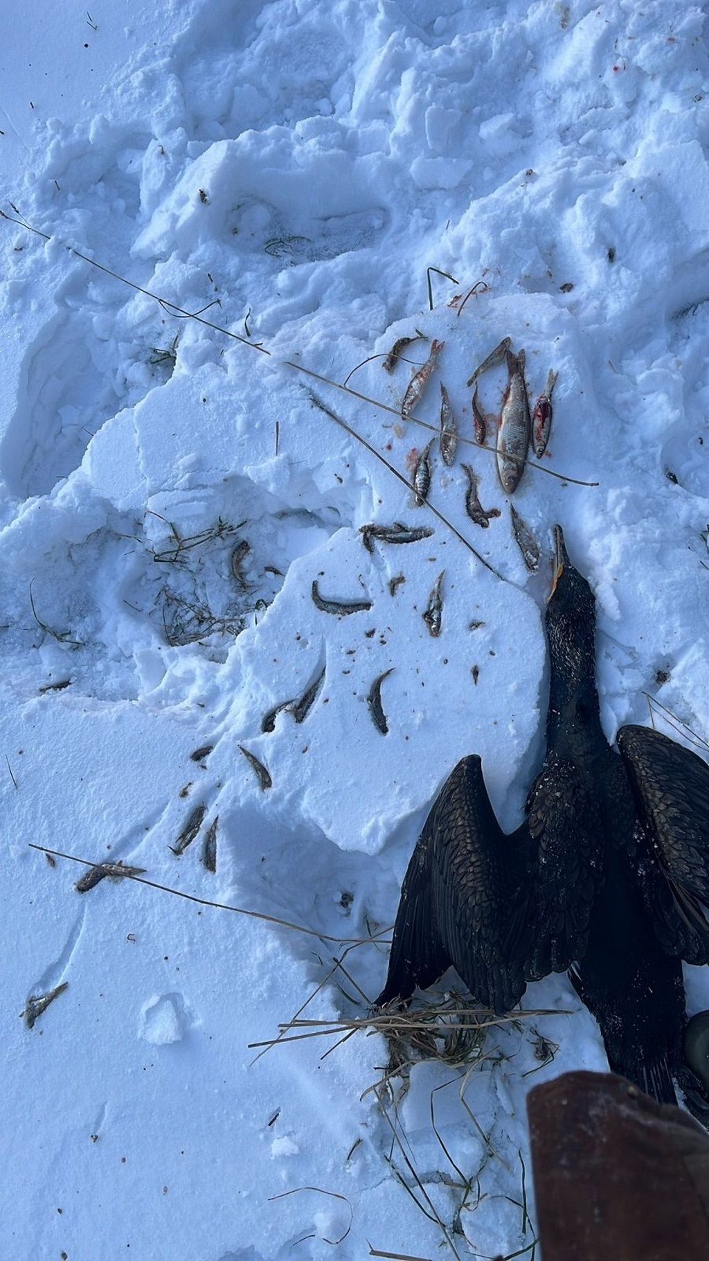 Mageninhalt eines erlegten Kormorans.