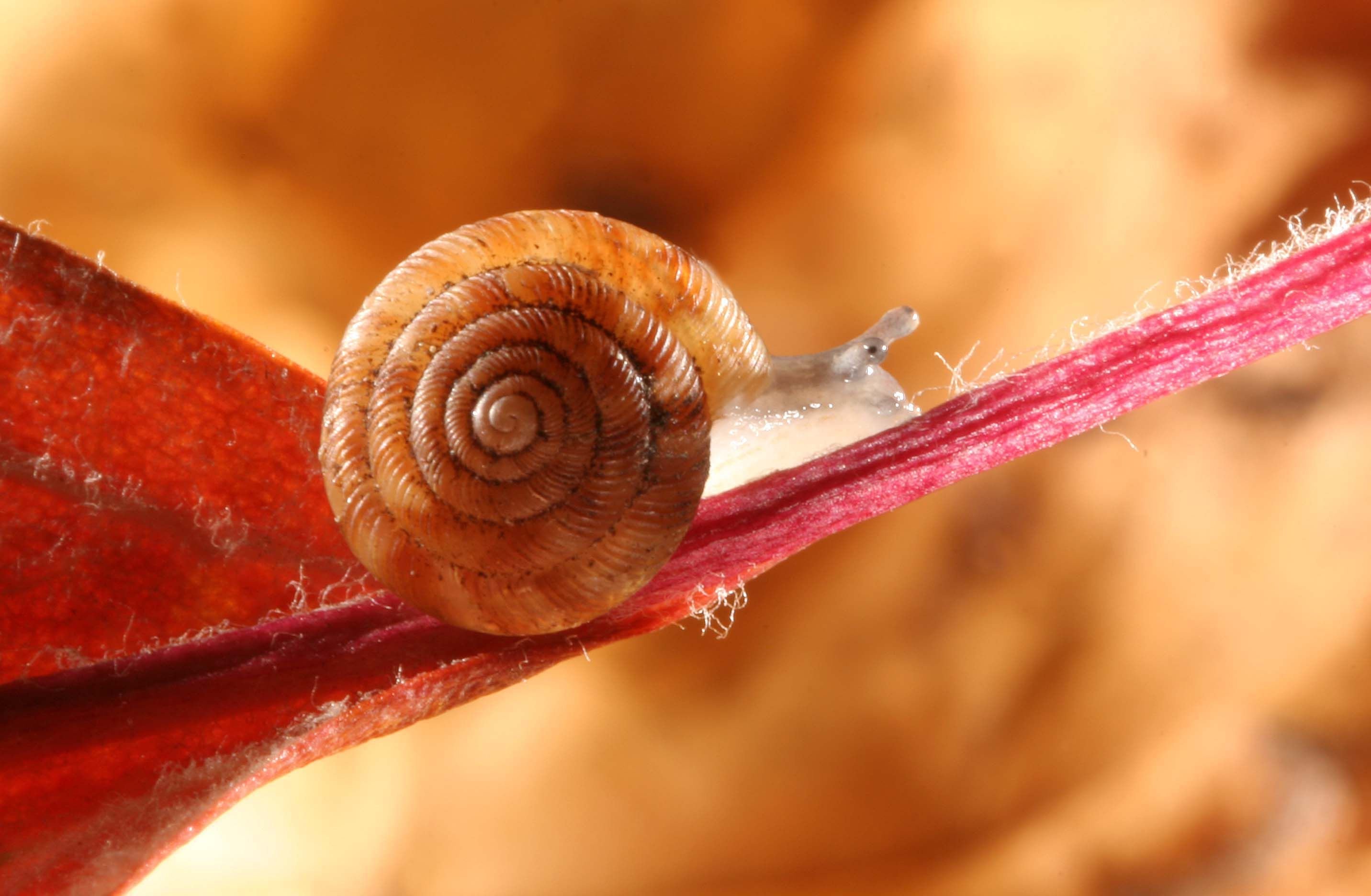 365 Tage, 365 Tiere: Dieser Mitbewohner liebt es feucht, schattig und geschützt