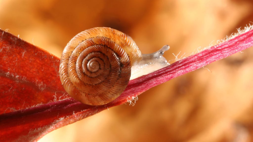 Weit verbreitet im gesamten Stadtgebiet ist dieser kleine Mitbewohner.