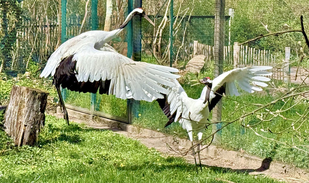 Sie sind auf der Balz: Die Mandschurenkraniche stehen 2026 im Fokus des Tierparks in Dessau.