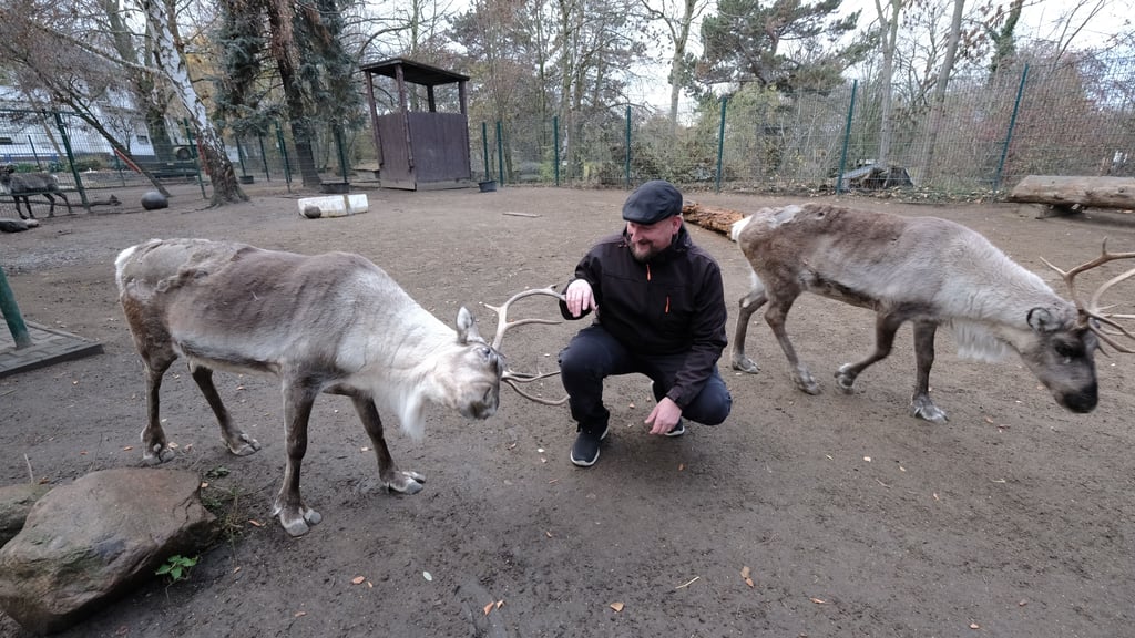 Goldberg-Projektleiter Sebastian Werner im Jahr 2018 mit den beiden Rentieren Finni und Rudi