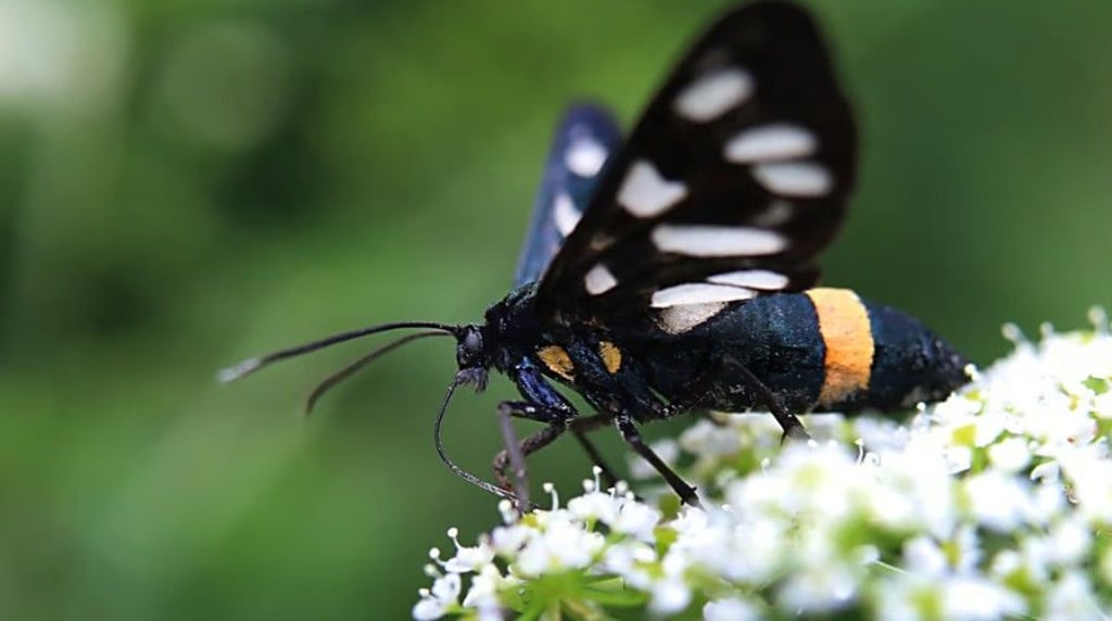 Die Ähnlichkeit mit einem Artgenossen nutzt dieser Mitbewohner zum Überleben.