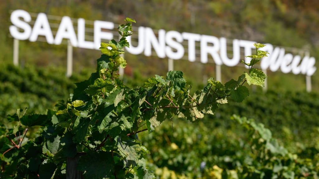 Die Weinregion Saale-Unstrut ist das nördlichste deutsche Qualitätsweinanbaugebiet und umfasst etwa 847 Hektar Fläche.