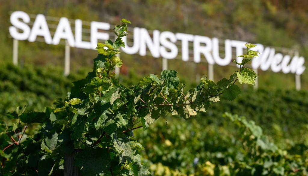 Die Weinregion Saale-Unstrut ist das nördlichste deutsche Qualitätsweinanbaugebiet und umfasst etwa 847 Hektar Fläche.