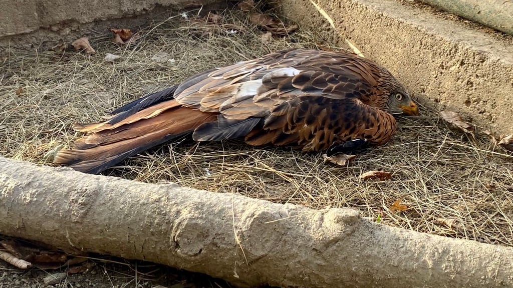 Seit fünf Jahren wird dieser Rotmilan im Wernigeröder Wildpark gepflegt. Er ist flugunfähig, vermutlich die Folge eines Autounfalls.