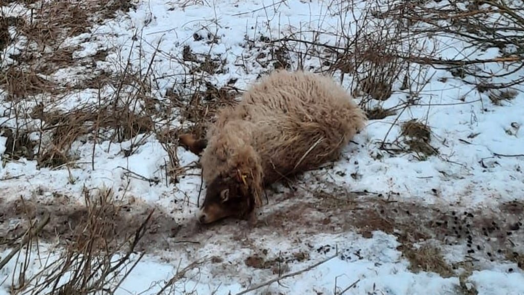 Eins der elf Bretonischen Zwergschafe, die am Sonnabendnachmittag tot auf der Koppel nahe Roßla entdeckt wurden. 