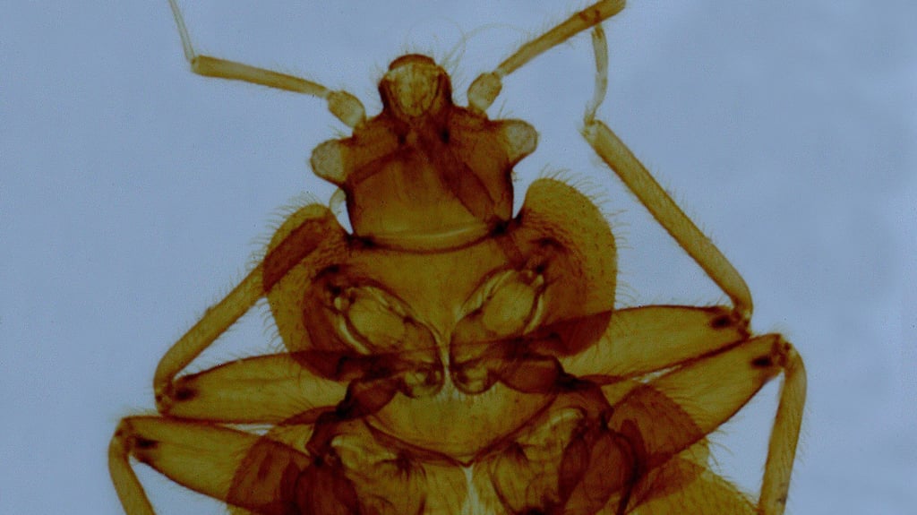 Ein Parasit, auf denen seine „Wirtsleute“ in Halle gut und gerne schnell wieder verzichten würden.