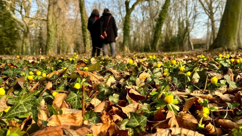 Die Winterling-Tage in Ostrau stehen bevor. In diesem Jahr können die Besucher den Park wieder besuchen. 