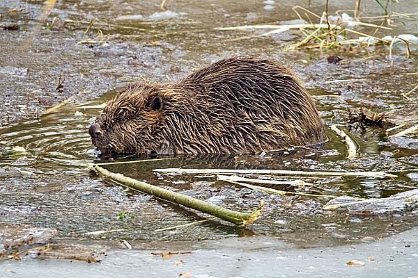 Biber in Dessau: Nach illegalem Eingriff: Biber bauen stärker am Zoberberg