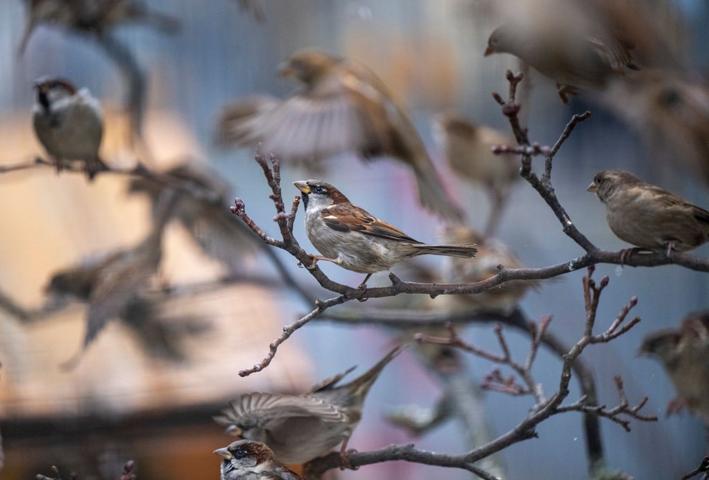 In Sachsen wurden Haussperlinge am häufigste gezählt. (Symbolbild)