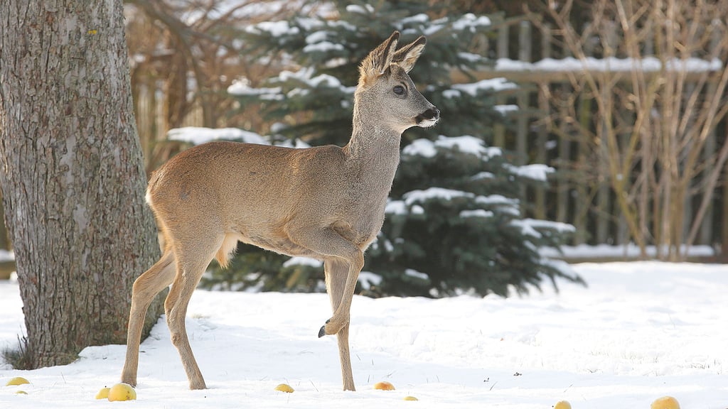 Nah an den Menschen, auch wenn es für ihn gefährlich ist, ist dieser Mitbewohner.