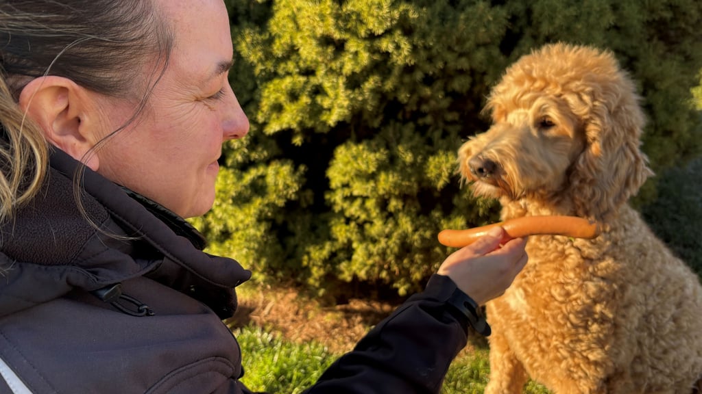 Christiane Saalfeld hat ihrem Doodle Lotte beigebracht, einem Leckerli zu widerstehen - und somit auch einem Hundeköder.