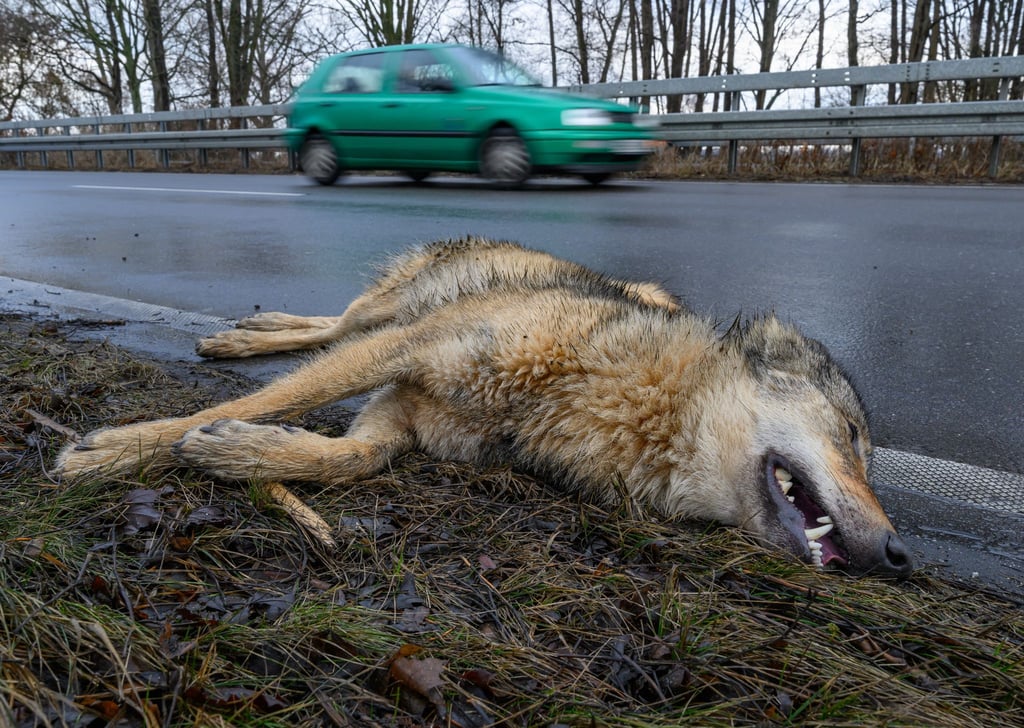 Ein Wolf hat einen Unfall im Straßenverkehr am Montagvormittag bei Peitz in Südbrandenburg nicht überlebt.