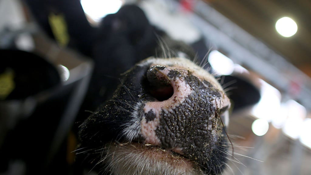 Erstmals sind in Europa bei einer Kuh Antikörper gegen die Vogelgrippe festgestellt worden. (Symbolbild)