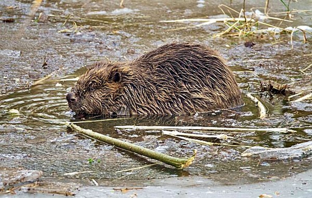2025 kam es zu hohen Biberaktivitäten