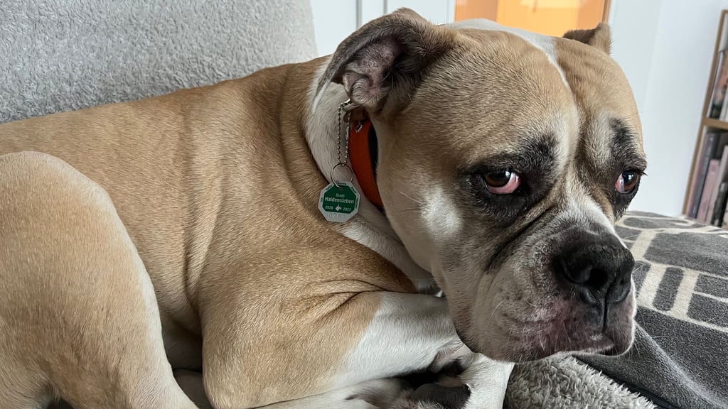 Auch für Boston aus Haldensleben gab es schon die neue Hundemarke von der Stadt.