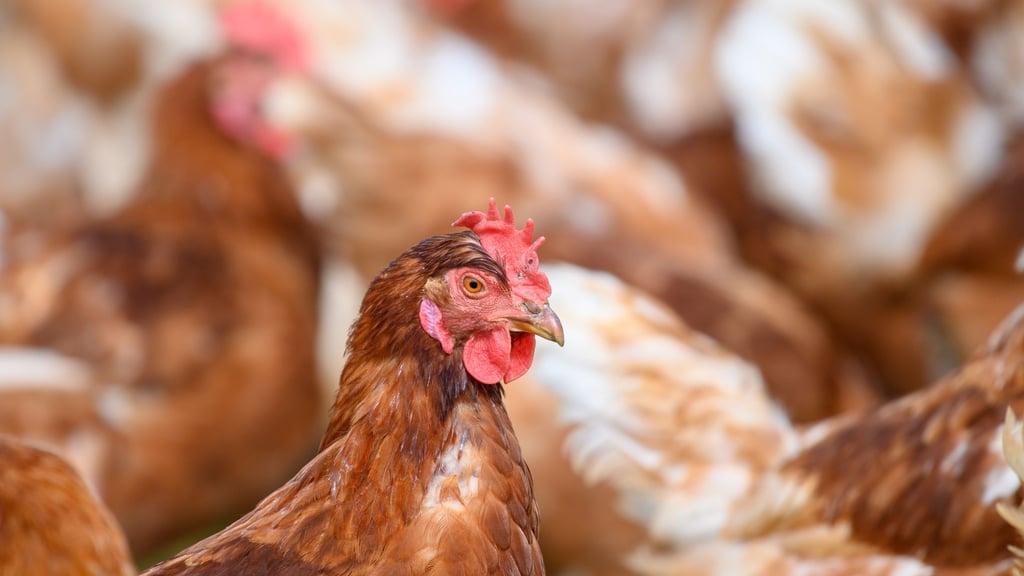 Wegen der Geflügelpest mussten im Landkreis Jerichower Land mehr als 30.000 Hühner gekeult werden (Symbolbild)