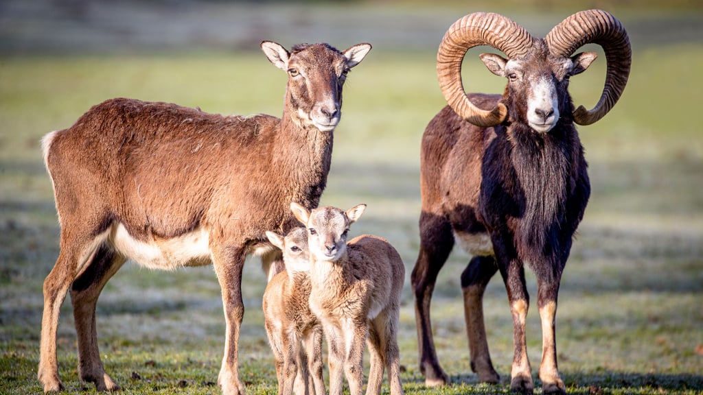 Nachdem ein Volksstimme-Leser ein Foto mit vermeindlichen Mufflons einsendete und Fachleute Zweifel äußerten, bestätigen Jäger jetzt, dass es sich bei der Sichtung tatsächlich um Muffelwild handelt.