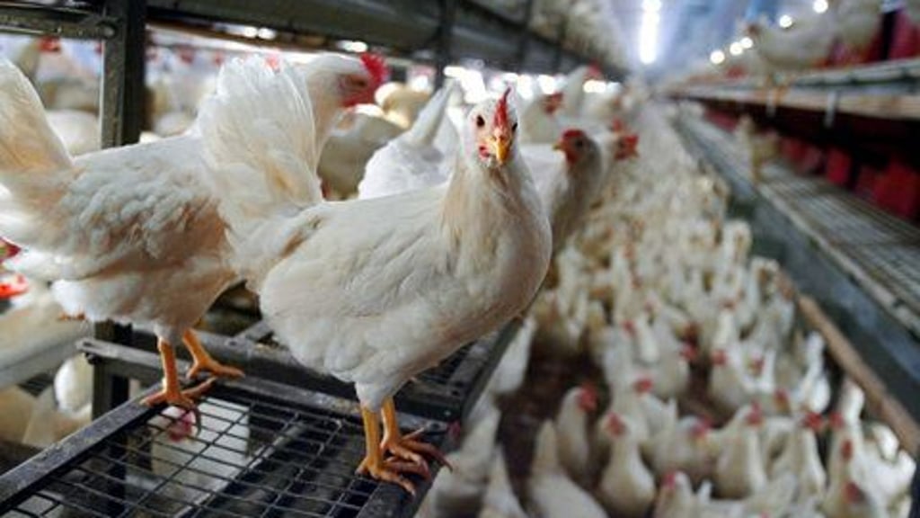 Die Geflügelpest ist in der Gemeinde Möckern ausgebrochen - Zerbster Orte fallen in die Überwachungszone.