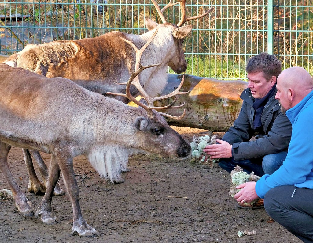 Die Rentiere gehören zu den größten Attraktionen im Goldberg-Zoo.